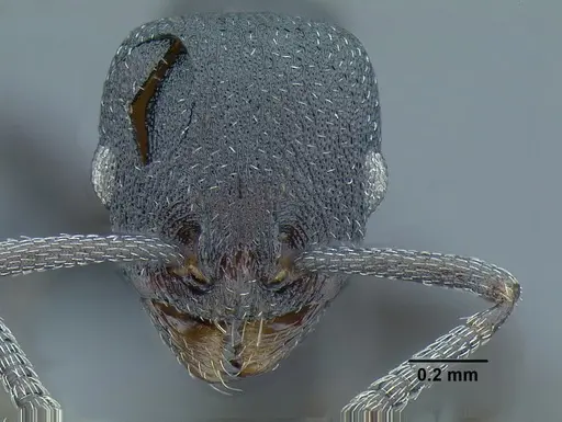Temnothorax altinodus specimen CASENT0617708 image casent0617708_2