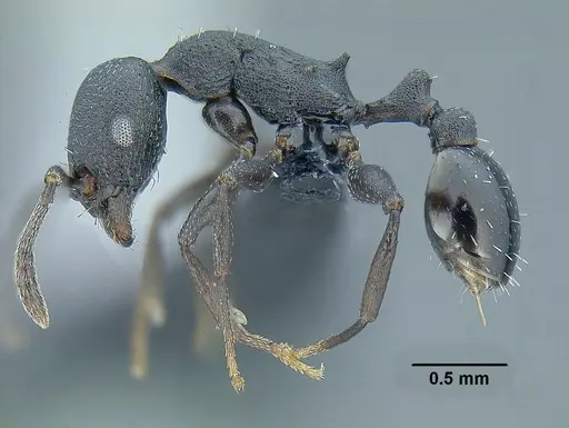 Temnothorax altinodus specimen CASENT0617708 image casent0617708_3