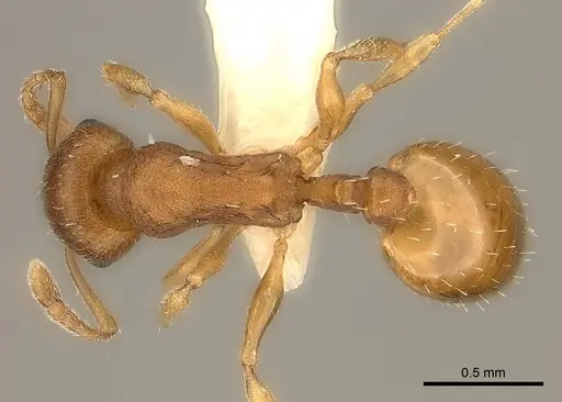 Temnothorax ambiguus specimen CASENT0000392 image casent0000392_1