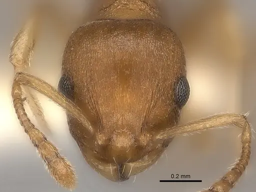 Temnothorax ambiguus specimen CASENT0000392 image casent0000392_2