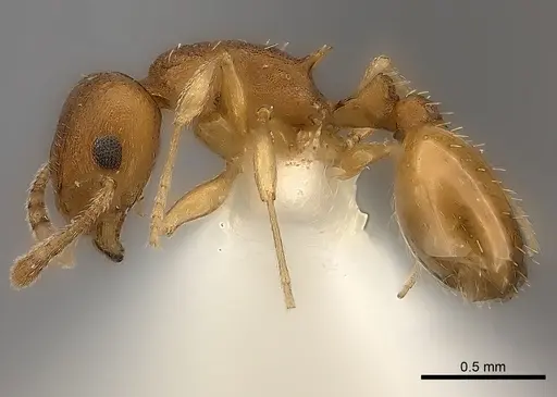 Temnothorax ambiguus specimen CASENT0000392 image casent0000392_3