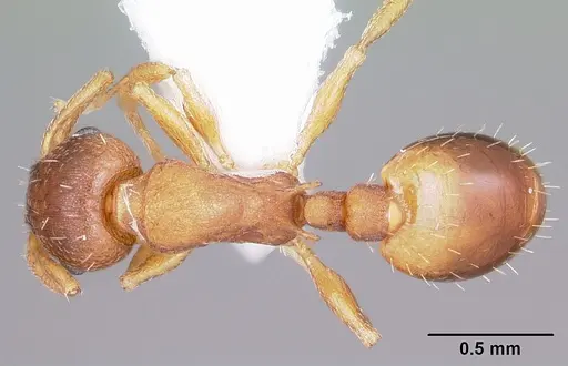 Temnothorax ambiguus specimen CASENT0104803 image casent0104803_1
