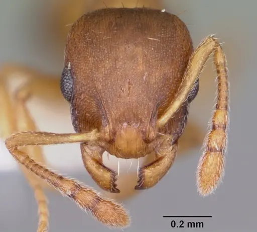 Temnothorax ambiguus specimen CASENT0104803 image casent0104803_2