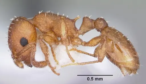 Temnothorax ambiguus specimen CASENT0104803 image casent0104803_3