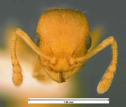 Temnothorax ambiguus specimen CASENT0105539 image casent0105539_1