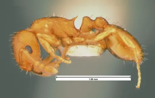 Temnothorax ambiguus specimen CASENT0105539 image casent0105539_2