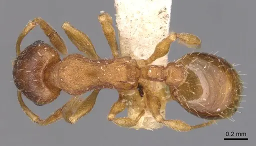 Temnothorax ambiguus specimen CASENT0904763 image casent0904763_1