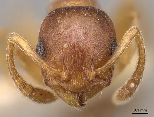 Temnothorax ambiguus specimen CASENT0904763 image casent0904763_2