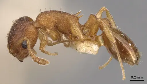 Temnothorax ambiguus specimen CASENT0904763 image casent0904763_3