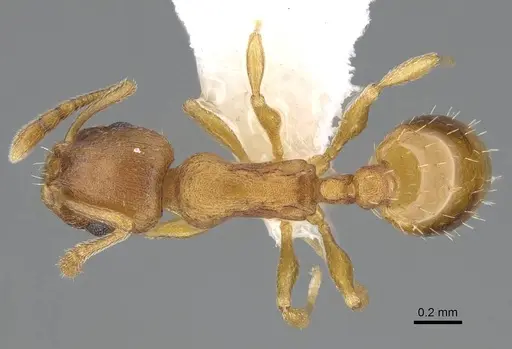 Temnothorax ambiguus specimen CASENT0915985 image casent0915985_1