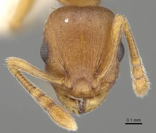 Temnothorax ambiguus specimen CASENT0915985 image casent0915985_2