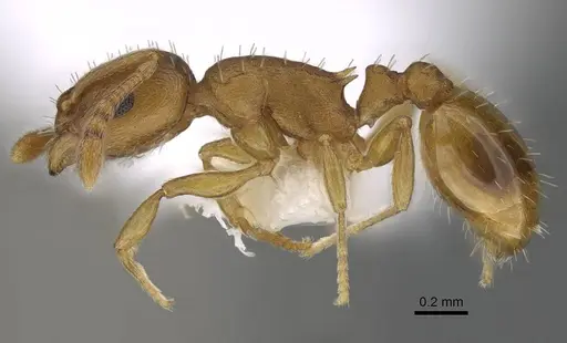 Temnothorax ambiguus specimen CASENT0915985 image casent0915985_3