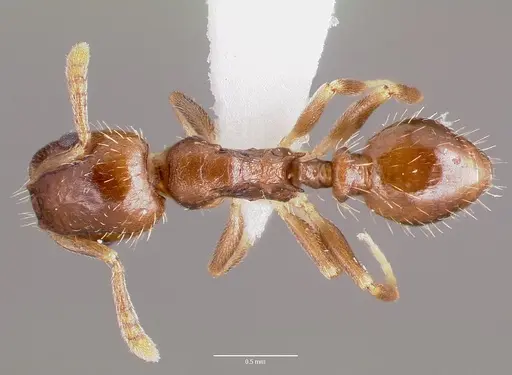 Temnothorax americanus specimen CASENT0003235 image casent0003235_1
