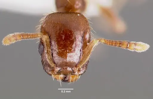Temnothorax americanus specimen CASENT0003235 image casent0003235_2