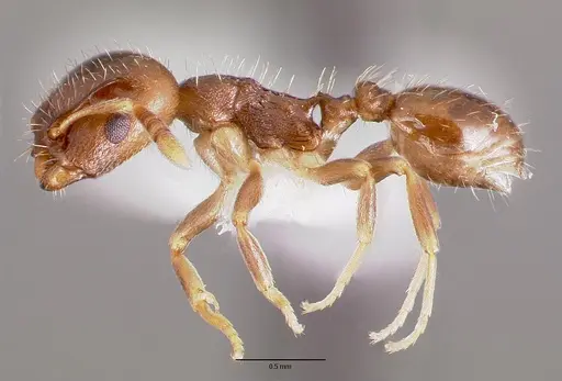 Temnothorax americanus specimen CASENT0003235 image casent0003235_3