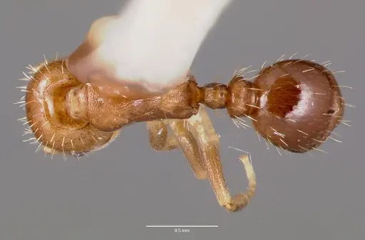 Temnothorax americanus specimen CASENT0006099 image casent0006099_1
