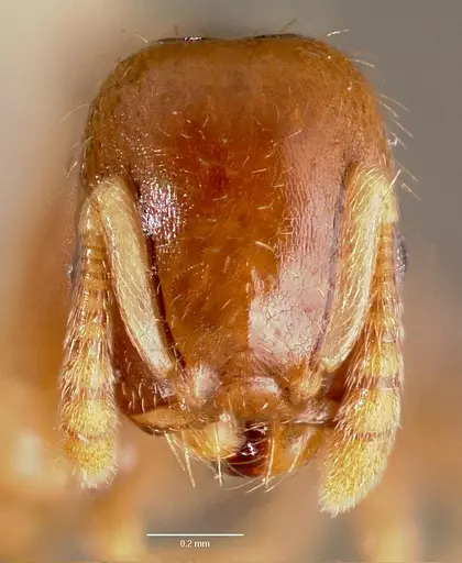 Temnothorax americanus specimen CASENT0006099 image casent0006099_2