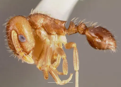 Temnothorax americanus specimen CASENT0006099 image casent0006099_3