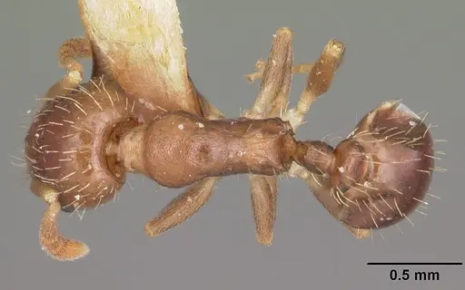 Temnothorax americanus specimen CASENT0104553 image casent0104553_1