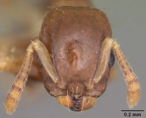Temnothorax americanus specimen CASENT0104553 image casent0104553_2