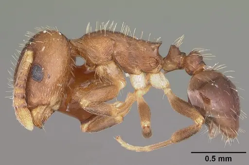 Temnothorax americanus specimen CASENT0104553 image casent0104553_3