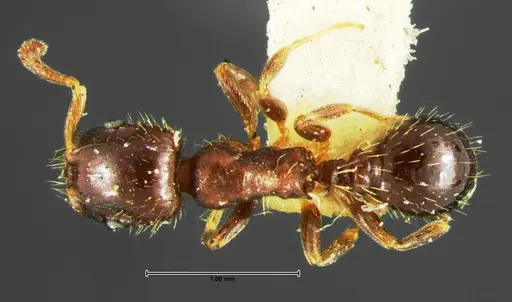 Temnothorax americanus specimen CASENT0105656 image casent0105656_1