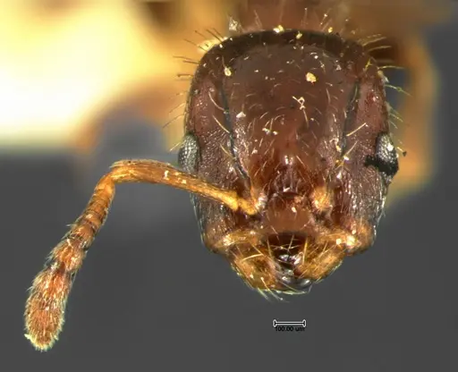 Temnothorax americanus specimen CASENT0105656 image casent0105656_2