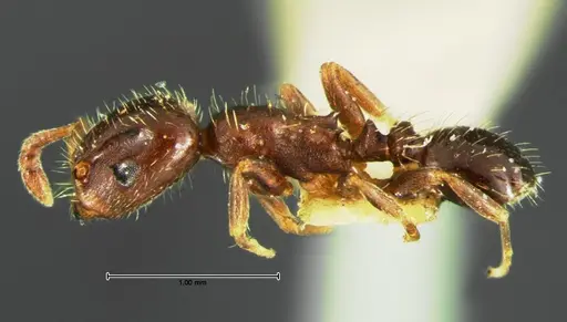 Temnothorax americanus specimen CASENT0105656 image casent0105656_3