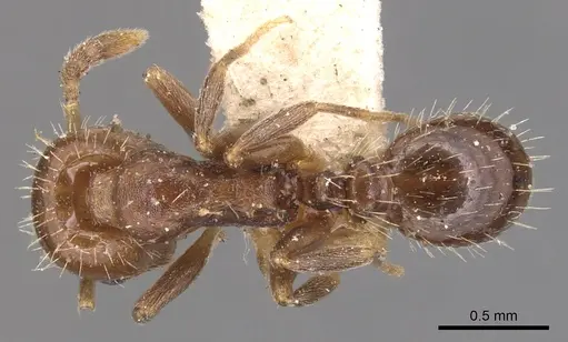Temnothorax americanus specimen CASENT0904772 image casent0904772_1