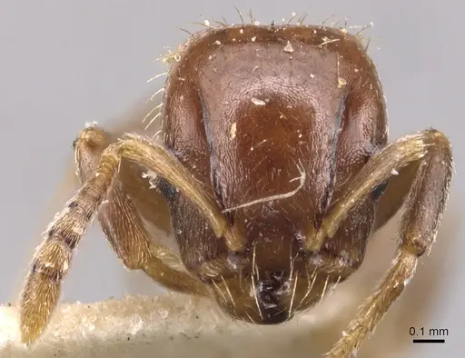 Temnothorax americanus specimen CASENT0904772 image casent0904772_2