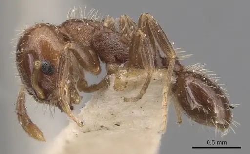 Temnothorax americanus specimen CASENT0904772 image casent0904772_3
