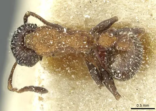 Temnothorax anacanthus specimen CASENT0912891 image casent0912891_1