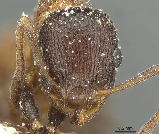 Temnothorax anacanthus specimen CASENT0912891 image casent0912891_2