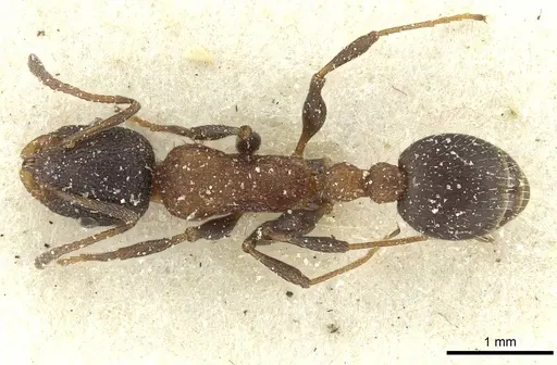 Temnothorax anacanthus specimen CASENT0912892 image casent0912892_1