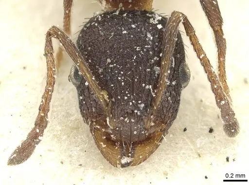 Temnothorax anacanthus specimen CASENT0912892 image casent0912892_2
