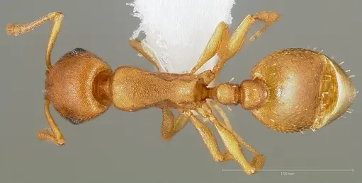 Temnothorax anaphalantus specimen CASENT0005695 image casent0005695_1