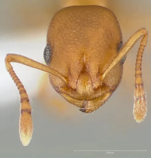 Temnothorax anaphalantus specimen CASENT0005695 image casent0005695_2