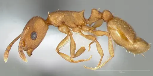 Temnothorax anaphalantus specimen CASENT0005695 image casent0005695_3