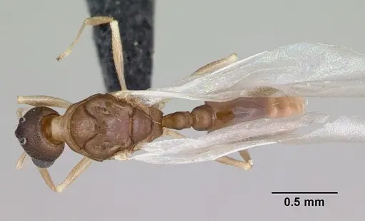 Temnothorax anaphalantus specimen CASENT0118167 image casent0118167_1