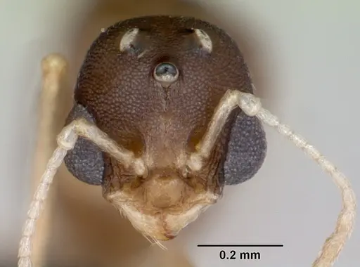 Temnothorax anaphalantus specimen CASENT0118167 image casent0118167_2
