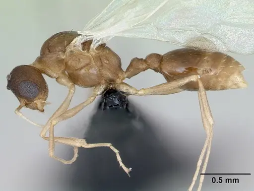 Temnothorax anaphalantus specimen CASENT0118167 image casent0118167_3