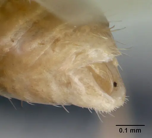Temnothorax anaphalantus specimen CASENT0118167 image casent0118167_4