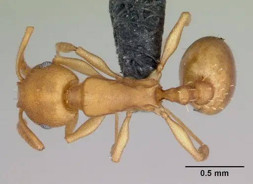 Temnothorax anaphalantus specimen CASENT0118168 image casent0118168_1