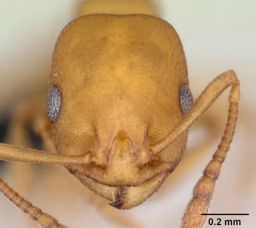 Temnothorax anaphalantus specimen CASENT0118168 image casent0118168_2