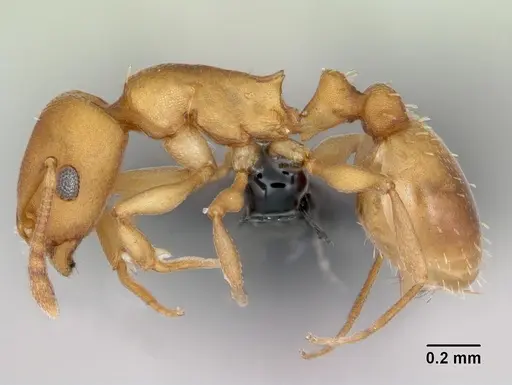 Temnothorax anaphalantus specimen CASENT0118168 image casent0118168_3
