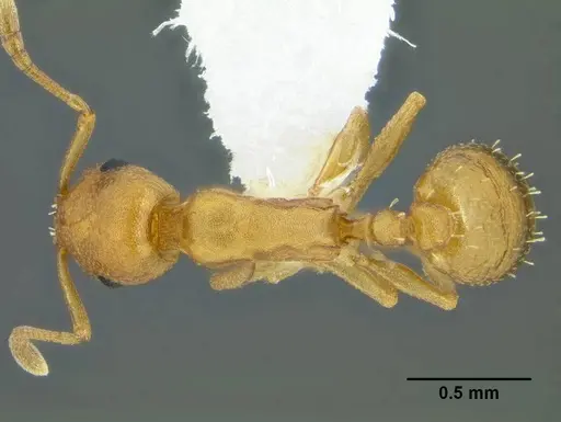 Temnothorax anaphalantus specimen CASENT0339237 image casent0339237_1
