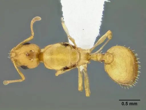 Temnothorax anaphalantus specimen CASENT0339237 image casent0339237_2