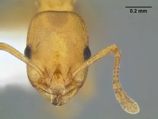 Temnothorax anaphalantus specimen CASENT0339237 image casent0339237_3