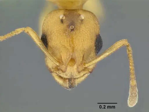 Temnothorax anaphalantus specimen CASENT0339237 image casent0339237_4