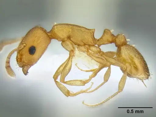 Temnothorax anaphalantus specimen CASENT0339237 image casent0339237_5